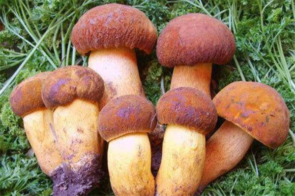 牛肝菌有人工種植的嗎 牛肝菌人工種植技術(shù) 牛肝菌有人工種植的嗎 牛肝菌人工種植技術(shù)