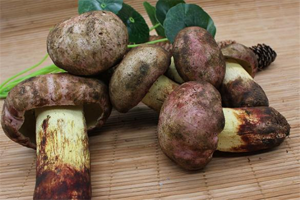 牛肝菌可以生吃嗎 牛肝菌能直接吃生的嗎 牛肝菌可以生吃嗎 牛肝菌能直接吃生的嗎