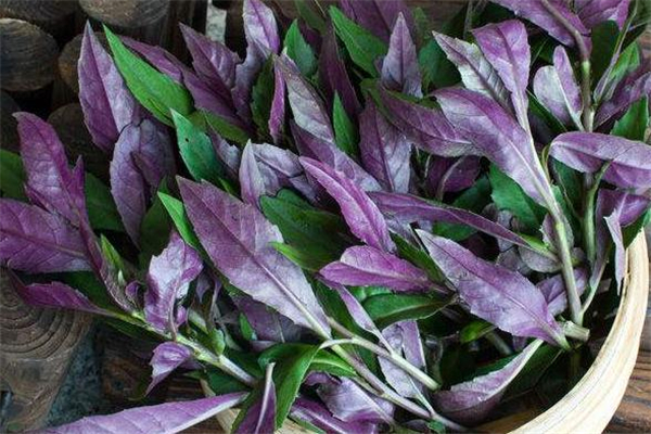 紅鳳菜致癌嗎 紅鳳菜可以生吃嗎 紅鳳菜致癌嗎 紅鳳菜可以生吃嗎