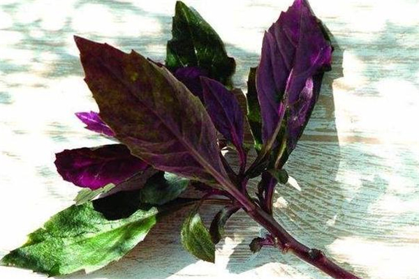 紅鳳菜致癌嗎 紅鳳菜可以生吃嗎 紅鳳菜致癌嗎 紅鳳菜可以生吃嗎