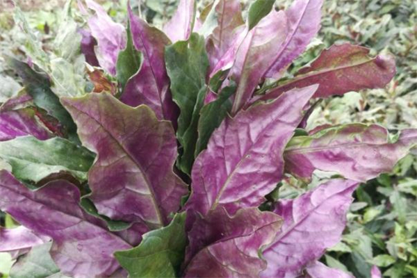 紅鳳菜能吃嗎 紅鳳菜吃了對肝臟有害嗎 紅鳳菜能吃嗎 紅鳳菜吃了對肝臟有害嗎