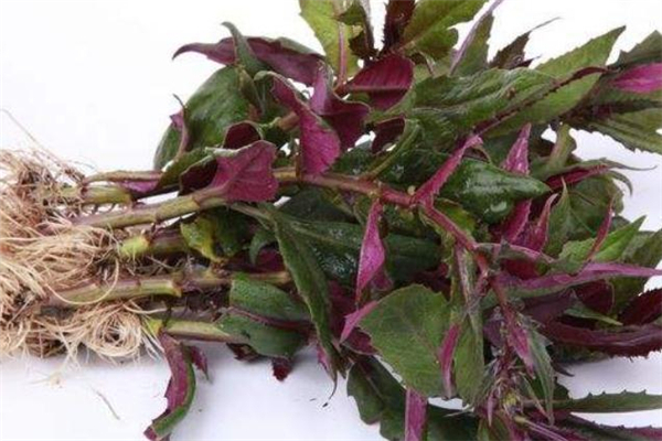 紅鳳菜什么人不能吃 紅鳳菜禁忌人群 紅鳳菜什么人不能吃 紅鳳菜禁忌人群