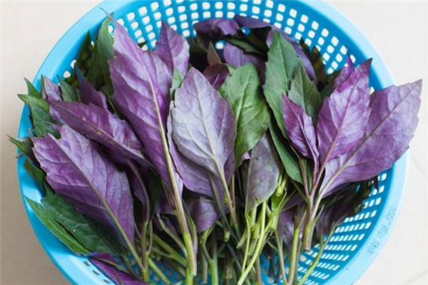 紅鳳菜什么人不能吃 紅鳳菜禁忌人群 紅鳳菜什么人不能吃 紅鳳菜禁忌人群