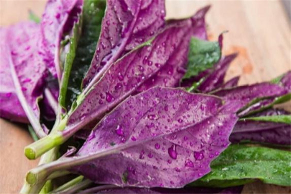 紅鳳菜什么人不能吃 紅鳳菜禁忌人群 紅鳳菜什么人不能吃 紅鳳菜禁忌人群