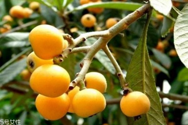 吃枇杷對(duì)人體的好處 吃枇杷的注意事項(xiàng) 吃枇杷對(duì)人體的好處 吃枇杷的注意事項(xiàng)