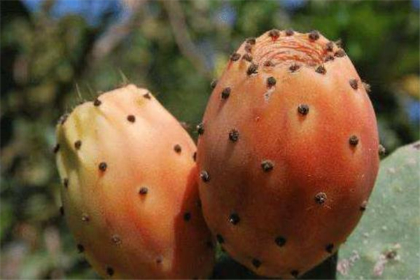 什么人不能吃仙人掌果 仙人掌果不適宜什么人吃 什么人不能吃仙人掌果 仙人掌果不適宜什么人吃