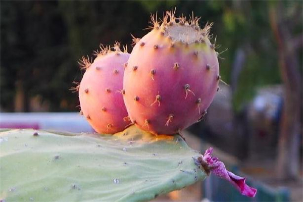 仙人掌果可以多吃嗎 仙人掌果吃多了會怎么樣 仙人掌果可以多吃嗎 仙人掌果吃多了會怎么樣