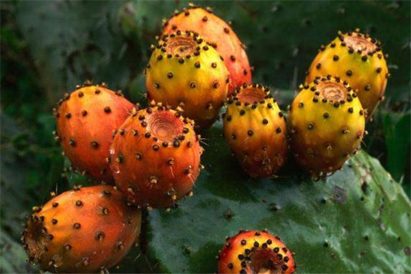 仙人掌果可以多吃嗎 仙人掌果吃多了會怎么樣 仙人掌果可以多吃嗎 仙人掌果吃多了會怎么樣