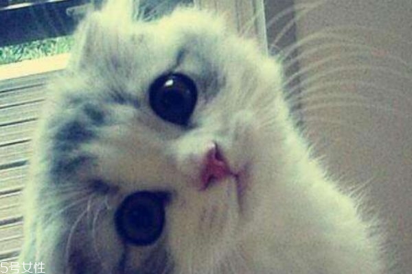 養(yǎng)貓的注意事項(xiàng) 養(yǎng)貓的好處 養(yǎng)貓的注意事項(xiàng) 養(yǎng)貓的好處