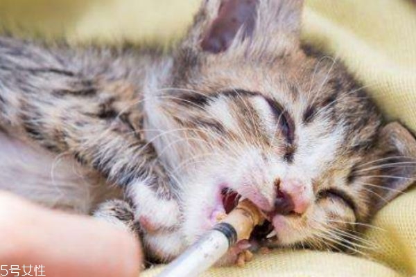 養(yǎng)貓的注意事項(xiàng) 養(yǎng)貓的好處 養(yǎng)貓的注意事項(xiàng) 養(yǎng)貓的好處