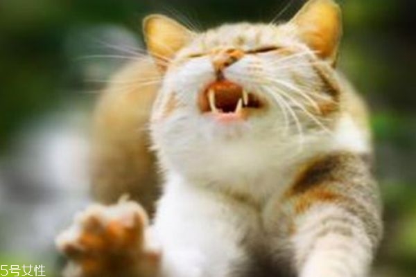 養(yǎng)貓的注意事項(xiàng) 養(yǎng)貓的好處 養(yǎng)貓的注意事項(xiàng) 養(yǎng)貓的好處