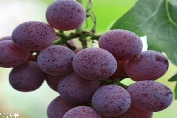 葡萄和提子的區(qū)別 多吃葡萄的好處 葡萄和提子的區(qū)別 多吃葡萄的好處