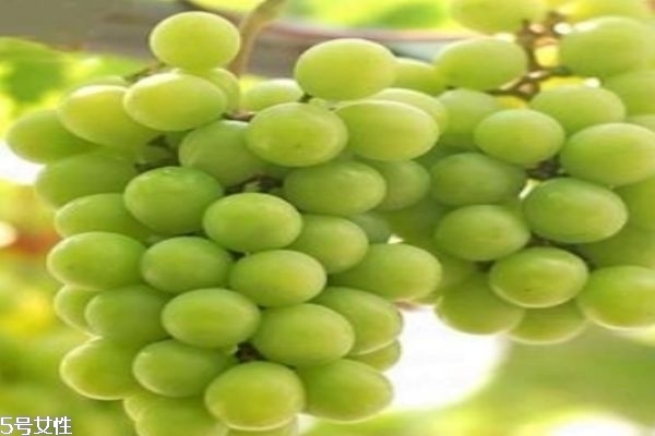 青提和紅提的區(qū)別 青提子的功效 青提和紅提的區(qū)別 青提子的功效