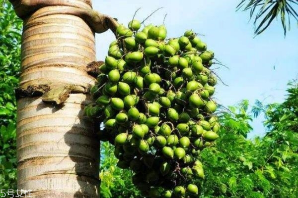 檳榔吃多了臉會變大嗎 常吃檳榔的危害 檳榔吃多了臉會變大嗎 常吃檳榔的危害