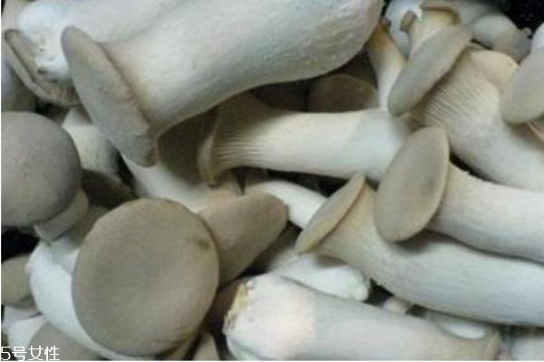 杏鮑菇是一種什么菇 杏鮑菇有毒嗎 杏鮑菇是一種什么菇 杏鮑菇有毒嗎