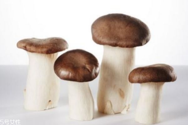 杏鮑菇是一種什么菇 杏鮑菇有毒嗎 杏鮑菇是一種什么菇 杏鮑菇有毒嗎