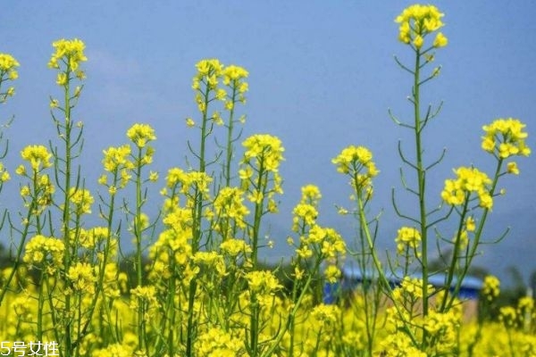 油菜花有什么功效 常吃油菜花的好處有什么 油菜花有什么功效 常吃油菜花的好處有什么