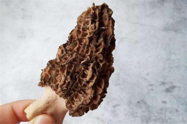 羊肚菌一次吃多少合適 羊肚菌吃多了會上火嗎 羊肚菌一次吃多少合適 羊肚菌吃多了會上火嗎