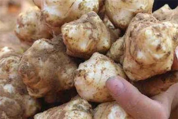 吃洋姜會上火嗎 吃洋姜上火怎么辦 吃洋姜會上火嗎 吃洋姜上火怎么辦