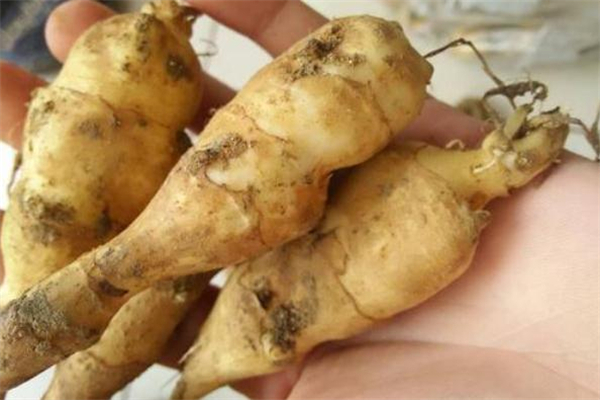 洋姜是什么東西 洋姜是什么樣子 洋姜是什么東西 洋姜是什么樣子