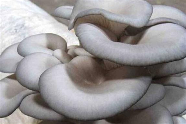 寶寶可以吃平菇嗎 寶寶吃平菇有什么好處 寶寶可以吃平菇嗎 寶寶吃平菇有什么好處