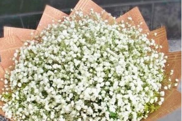 是什么滿天星 滿天星的寓意是什么 是什么滿天星 滿天星的寓意是什么