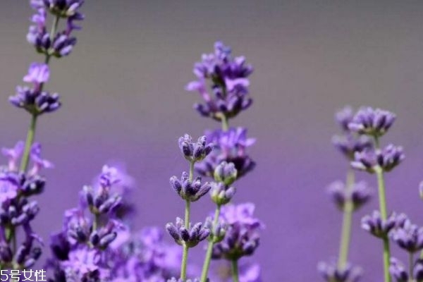 薰衣草有什么功效呢 薰衣草的寓意是什么呢 薰衣草有什么功效呢 薰衣草的寓意是什么呢