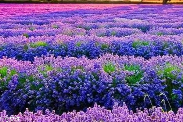 薰衣草有什么功效呢 薰衣草的寓意是什么呢 薰衣草有什么功效呢 薰衣草的寓意是什么呢