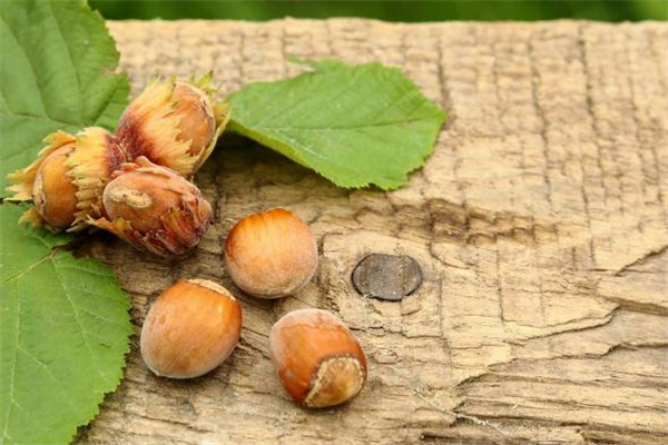 榛子和牛奶能一起吃嗎 吃完榛子能喝牛奶嗎 榛子和牛奶能一起吃嗎 吃完榛子能喝牛奶嗎