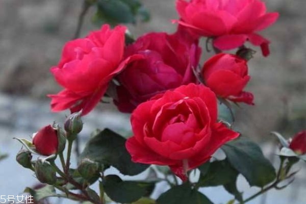 月季花有什么作用呢 月季花的花語是什么呢