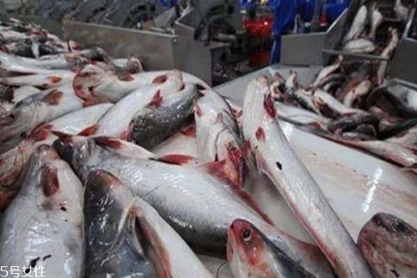 巴沙魚(yú)是什么魚(yú)呢 巴沙魚(yú)產(chǎn)自哪里呢 巴沙魚(yú)是什么魚(yú)呢 巴沙魚(yú)產(chǎn)自哪里呢