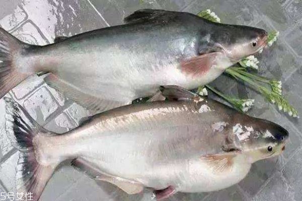 巴沙魚(yú)和龍利魚(yú)的區(qū)別有什么 巴沙魚(yú)的熱量有多少呢