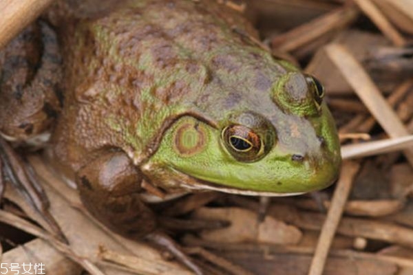牛蛙是什么蛙呢 牛蛙有什么功效呢 牛蛙是什么蛙呢 牛蛙有什么功效呢