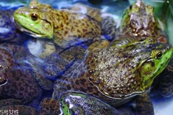 牛蛙是什么蛙呢 牛蛙有什么功效呢 牛蛙是什么蛙呢 牛蛙有什么功效呢