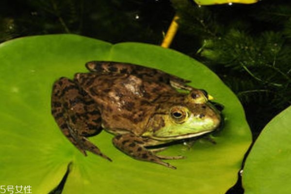 牛蛙是什么蛙呢 牛蛙有什么功效呢 牛蛙是什么蛙呢 牛蛙有什么功效呢
