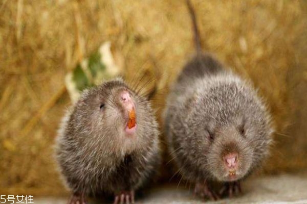 什么是竹鼠呢 竹鼠和老鼠有什么區(qū)別嗎 什么是竹鼠呢 竹鼠和老鼠有什么區(qū)別嗎
