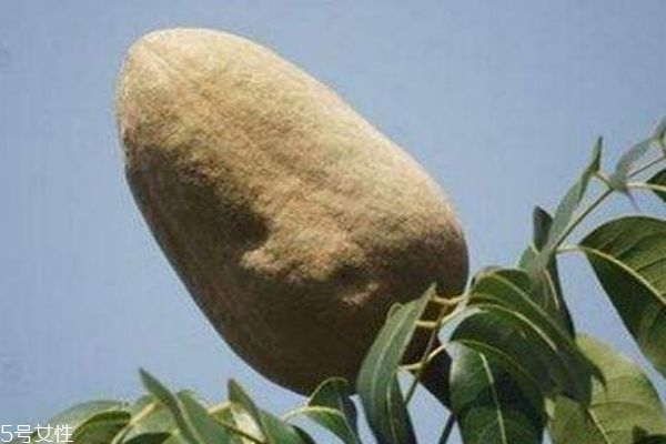 向天果是什么呢 向天果可以吃嗎 向天果是什么呢 向天果可以吃嗎