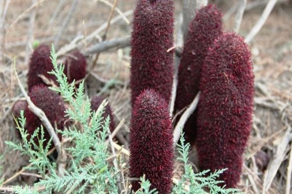 什么是鎖陽呢 鎖陽有什么作用呢 什么是鎖陽呢 鎖陽有什么作用呢