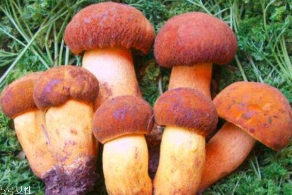 什么是牛肝菌 牛肝菌的功效有什么呢 什么是牛肝菌 牛肝菌的功效有什么呢