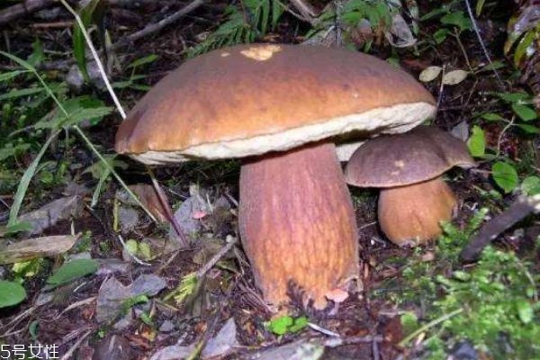 什么是牛肝菌 牛肝菌的功效有什么呢 什么是牛肝菌 牛肝菌的功效有什么呢