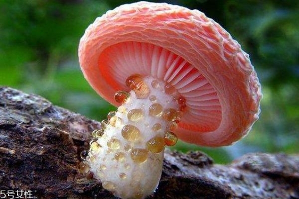 蘑菇有什么種類呢 蘑菇如何區(qū)分有毒還是沒毒呢 蘑菇有什么種類呢 蘑菇如何區(qū)分有毒還是沒毒呢