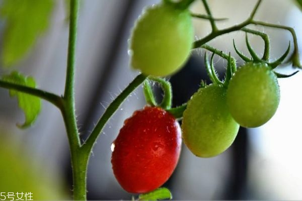 什么是圣女果呢 圣女果有什么營養(yǎng)價值呢 什么是圣女果呢 圣女果有什么營養(yǎng)價值呢