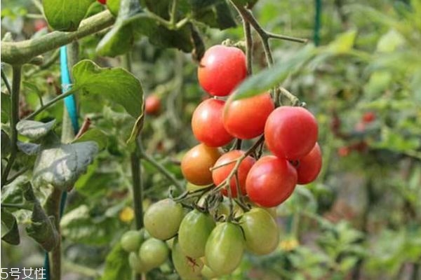 什么是圣女果呢 圣女果有什么營養(yǎng)價值呢 什么是圣女果呢 圣女果有什么營養(yǎng)價值呢