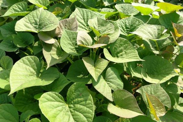 紅薯葉怎么摘才嫩 紅薯葉子摘了還會長嗎 紅薯葉怎么摘才嫩 紅薯葉子摘了還會長嗎