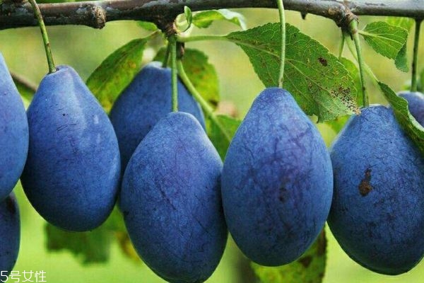 西梅成熟的季節(jié)一般是幾月份呢 西梅可以怎么吃呢 西梅成熟的季節(jié)一般是幾月份呢 西梅可以怎么吃呢