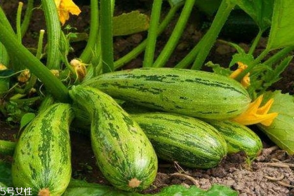 什么是角瓜呢 角瓜有什么作用呢 什么是角瓜呢 角瓜有什么作用呢