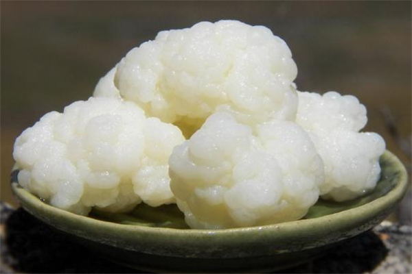 雪蓮菌可以直接吃嗎 雪蓮菌怎么吃 雪蓮菌可以直接吃嗎 雪蓮菌怎么吃