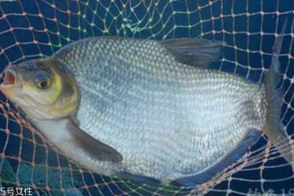 鳊魚(yú)是什么魚(yú)呢 鳊魚(yú)有什么營(yíng)養(yǎng)價(jià)值呢 鳊魚(yú)是什么魚(yú)呢 鳊魚(yú)有什么營(yíng)養(yǎng)價(jià)值呢