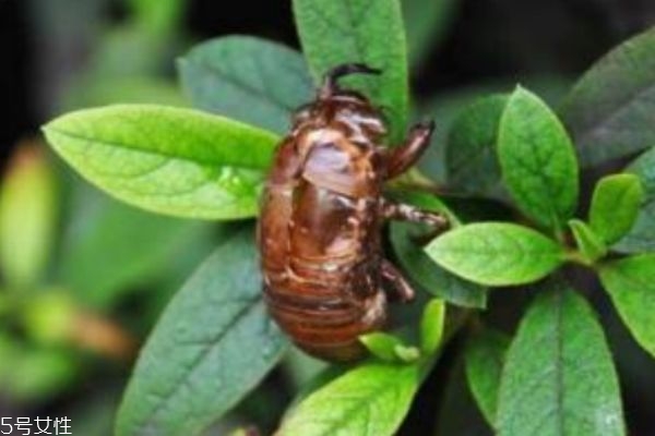金蟬有什么用呢 金蟬的功效有什么呢 金蟬有什么用呢 金蟬的功效有什么呢