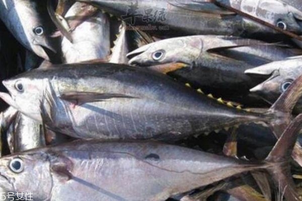 金槍魚怎么做好吃呢 金槍魚有什么營養(yǎng)價值呢